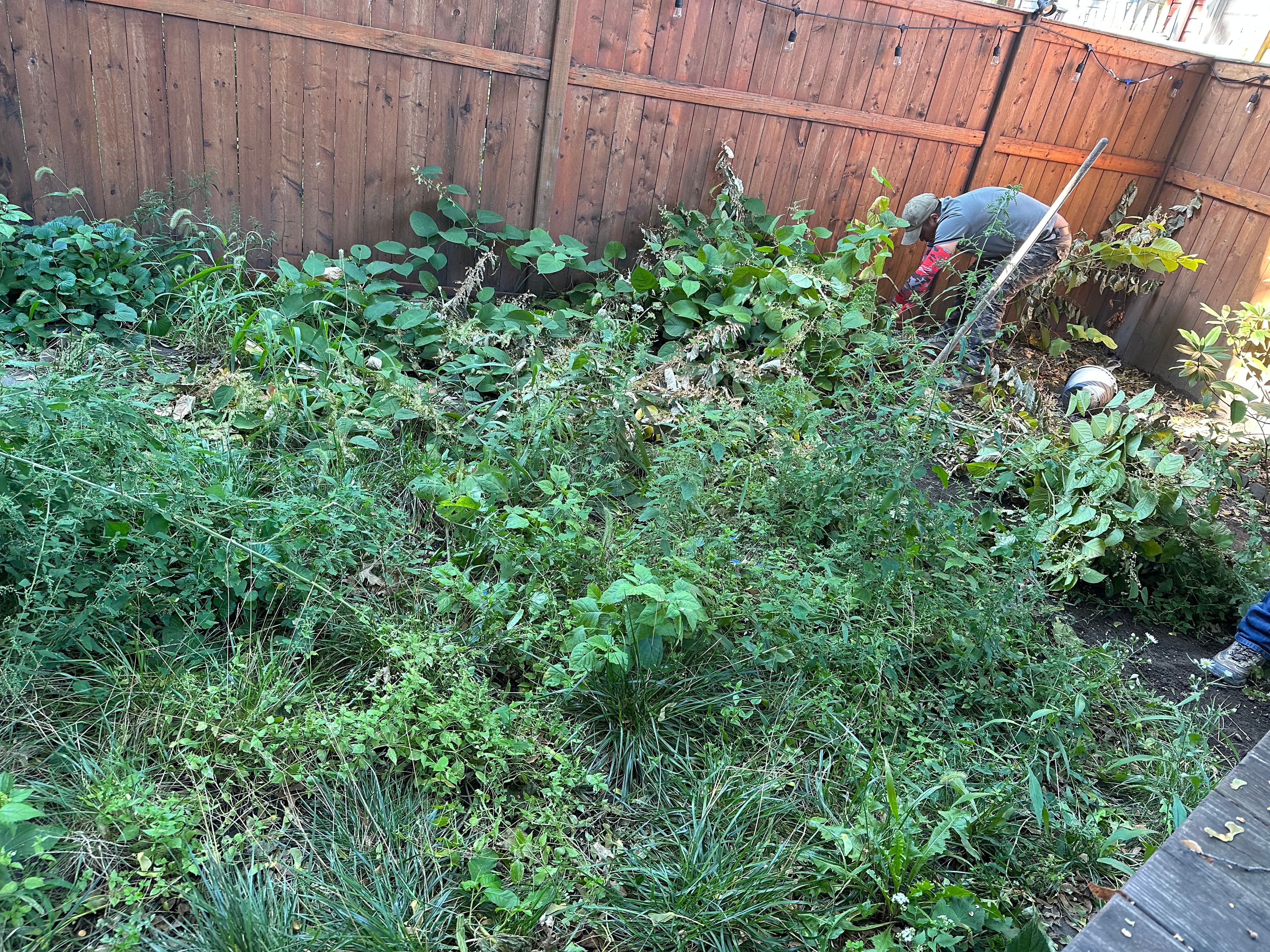 Overgrown backyard before artificial turf installation — vegetation clearance in progress